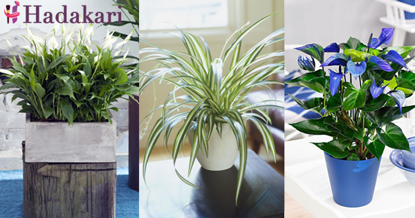 ගෙදර ලිපෙන් පවා පිට වන විෂ වායු නසන, නිවෙස තුළ තබන පැල (Indoor Plants) | Indoor plants that cleans air inside your house