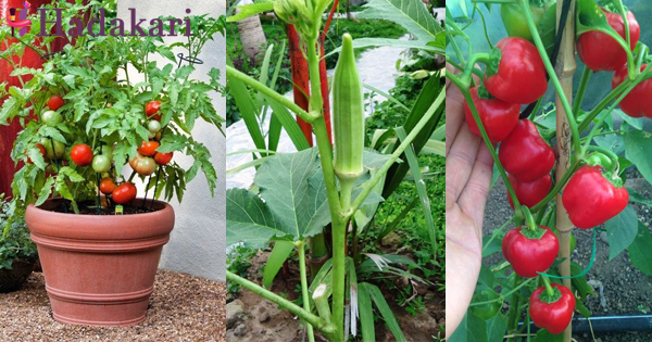 Easy plats to grow in your garden
